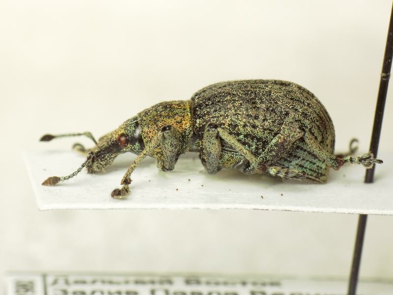 Catapionus viridimetallicus (Motschulsky, 1860)